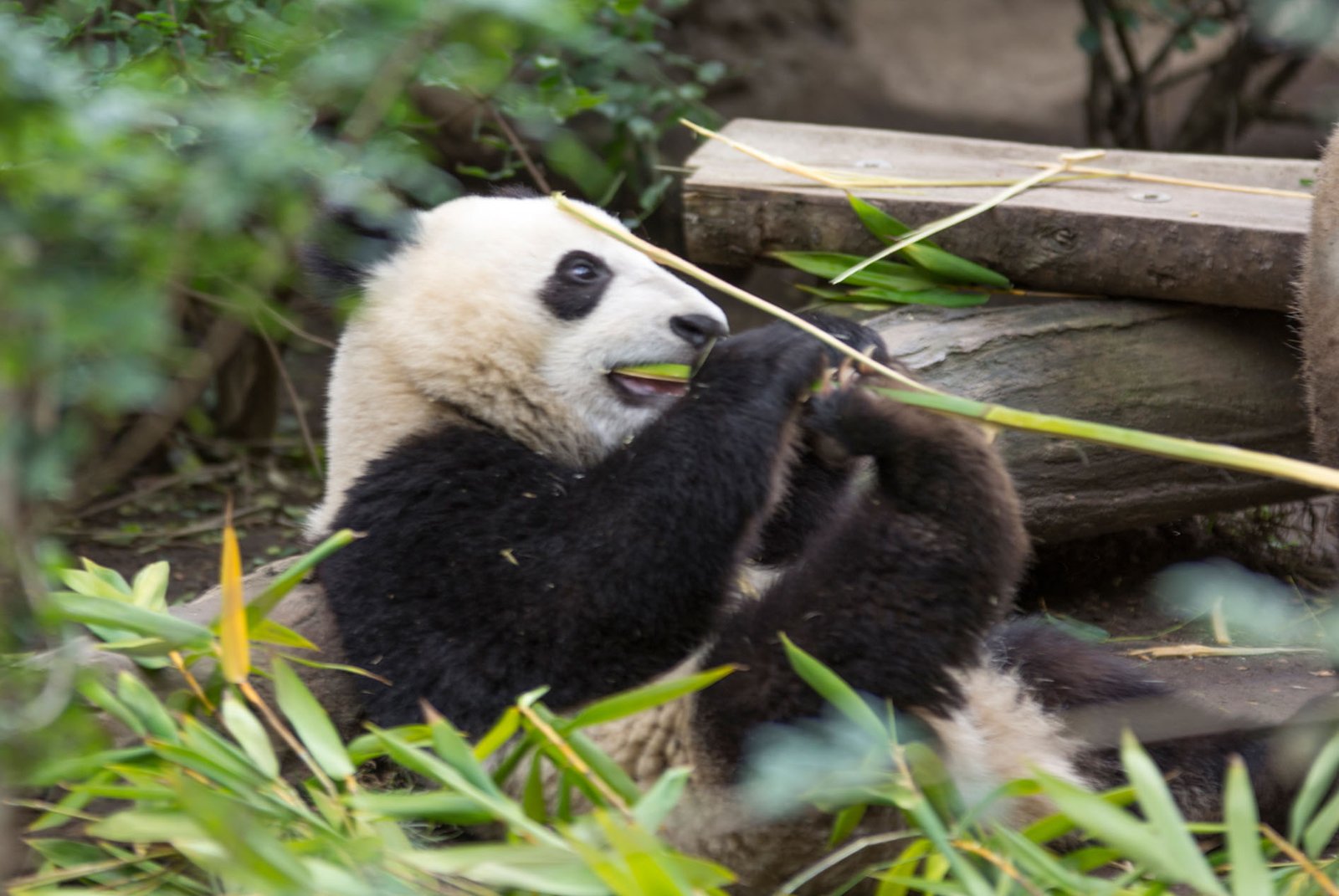 San Diego Zoo Part I 191